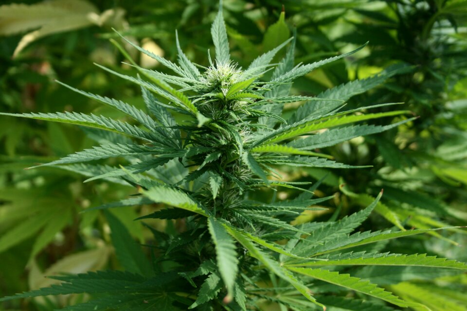 Cannabis pot weed
