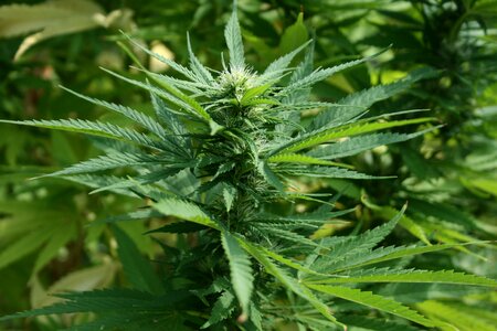 Cannabis pot weed photo