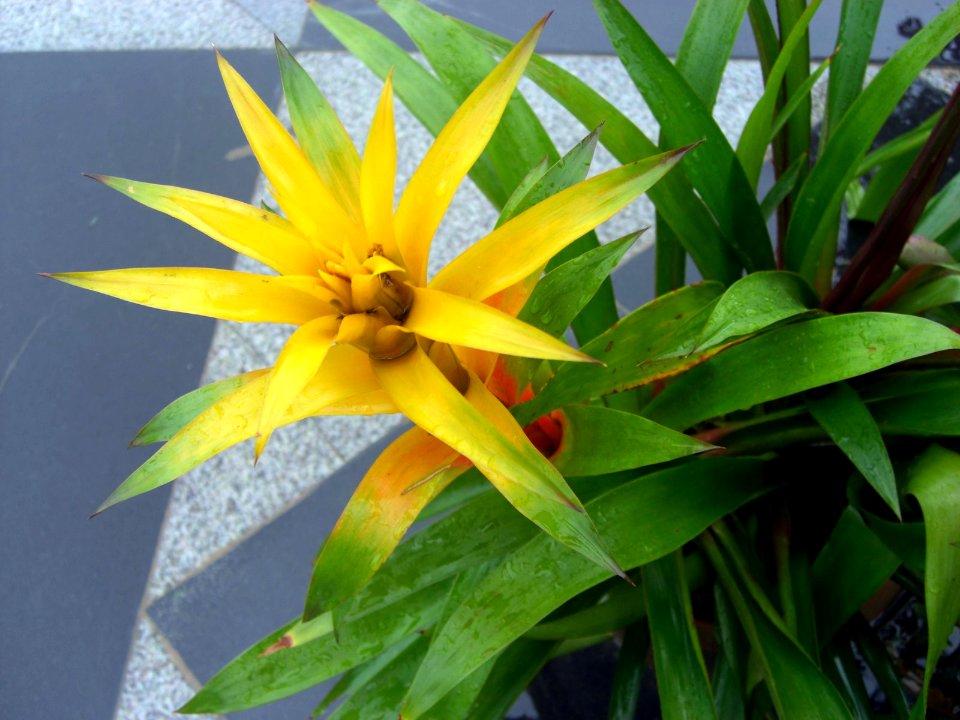 Guzmania in Da Lat