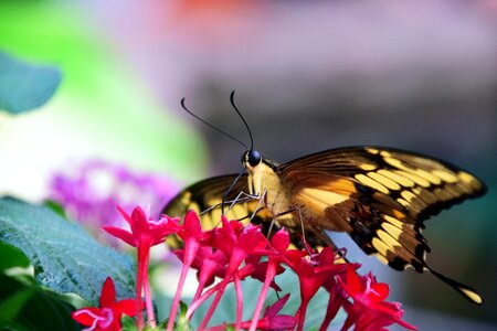 Exotic tropical insect photo