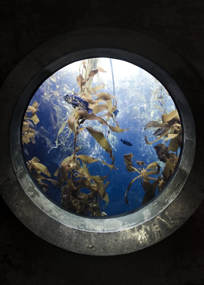 Portal fish aquarium