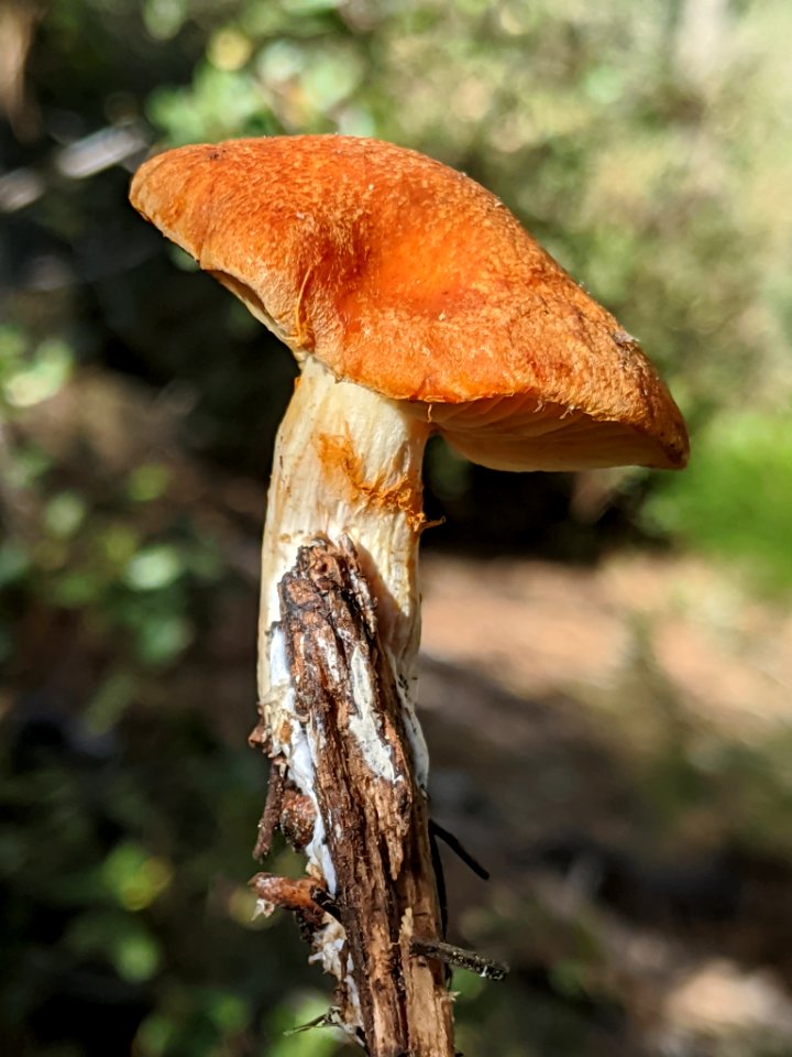 Gymnopilus sapineus 60978711