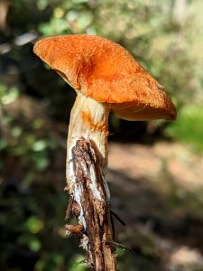 Gymnopilus sapineus 60978711