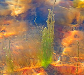 Gutweed at high tide in Brofjorden 5