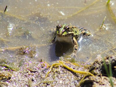 Green frog raft croak photo