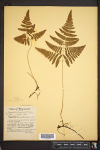 Gymnocarpium robertianum North Bay Wisconsin