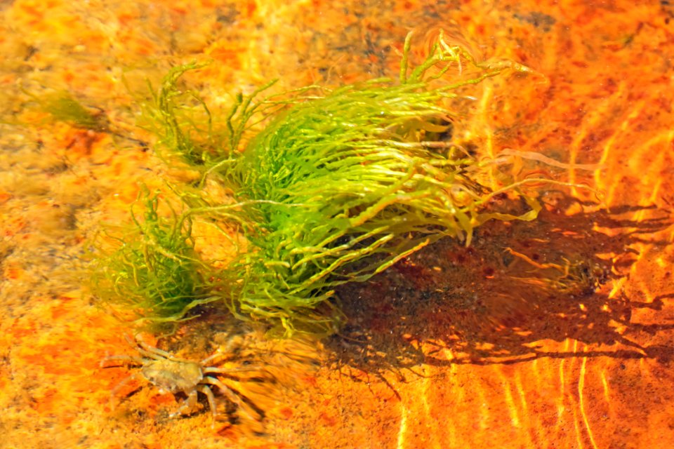 Gutweed at high tide in Brofjorden with a small shore crab