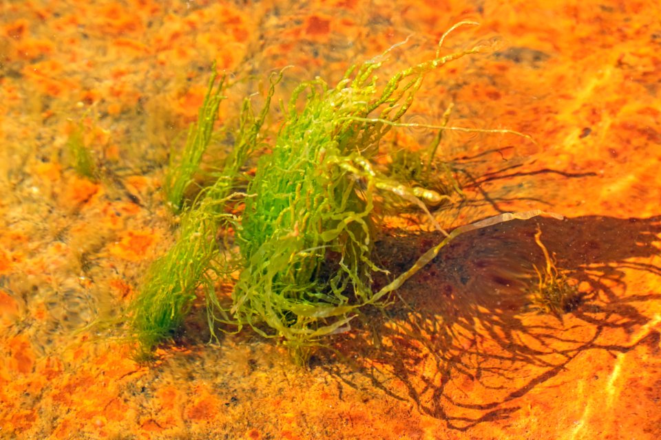 Gutweed at high tide in Brofjorden 8