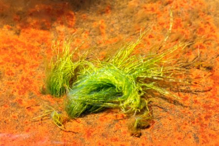 Gutweed at low tide in Brofjorden 4