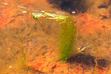 Gutweed at low tide in Brofjorden 2