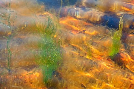 Gutweed at high tide in Brofjorden 6