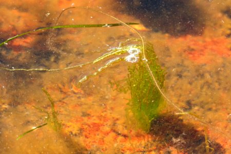 Gutweed at low tide in Brofjorden 1