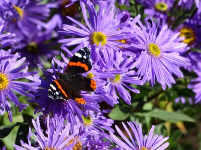 Purple blossom scottish photo