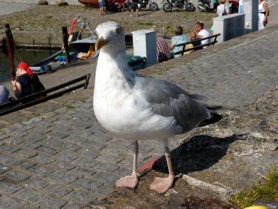 Gull-2016-08-27-3