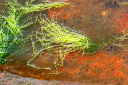 Gutweed at very low tide in Brofjorden 1