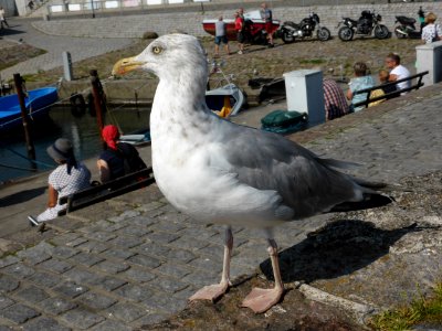Gull-2016-08-27-5
