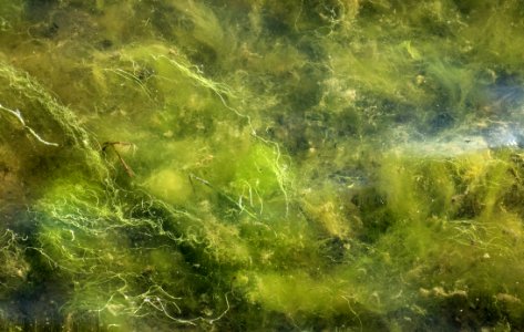 Gutweed mixed with Cladophora glomerata in Holma Boat Club