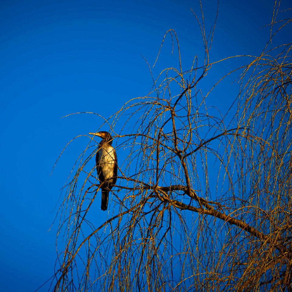 Water bird animal world fauna