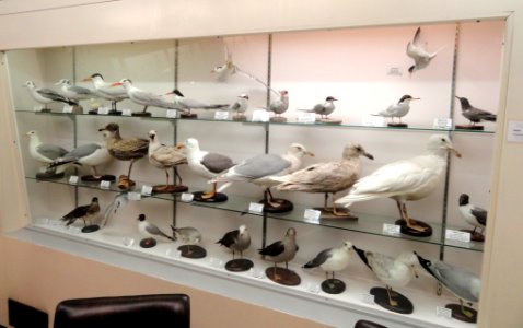 Gulls - Pacific Grove Museum of Natural History - DSC06578