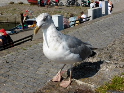 Gull-2016-08-27-1