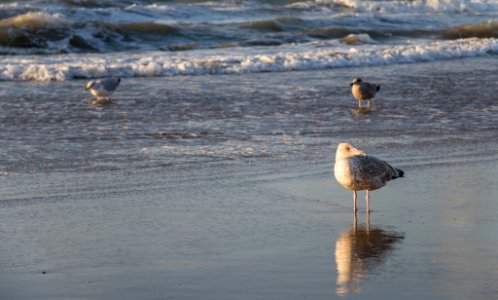 Gull (227923977) photo