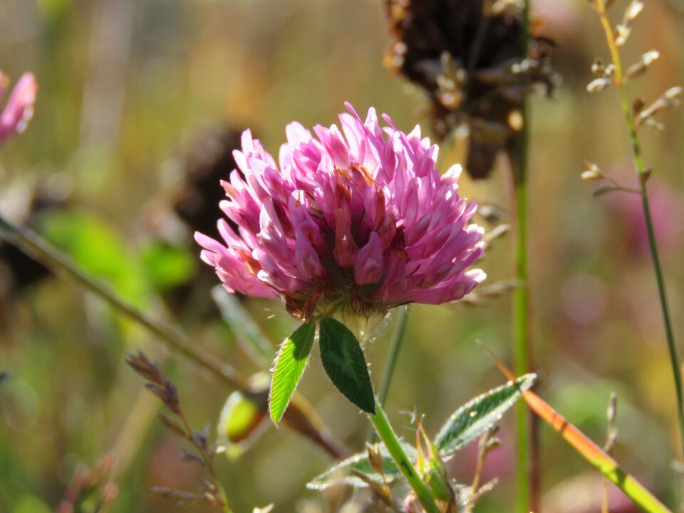 Flower nature wild
