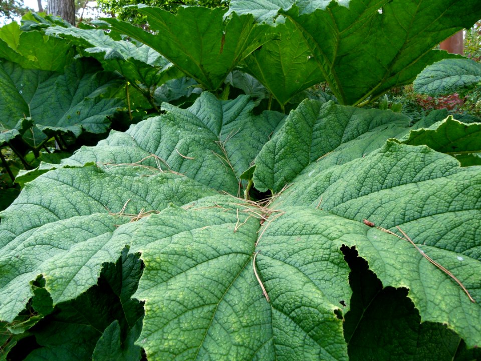 Gunnera manicata leaves