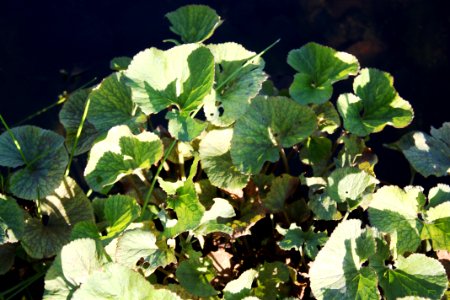 Gunnera perpensa - indigenous River Pumpkin of South Africa wetlands ponds