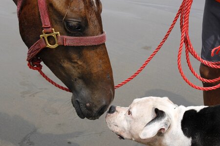 Smell mammals dog