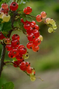 Red fruit nuts the currants