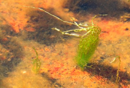 Gutweed at low tide in Brofjorden 6