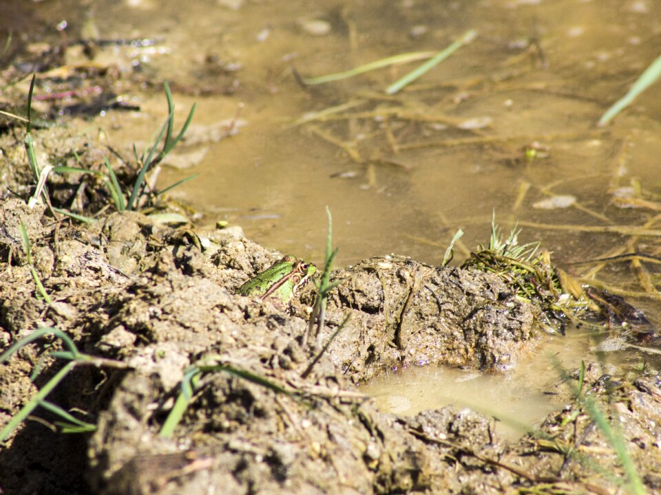 Green frog raft croak