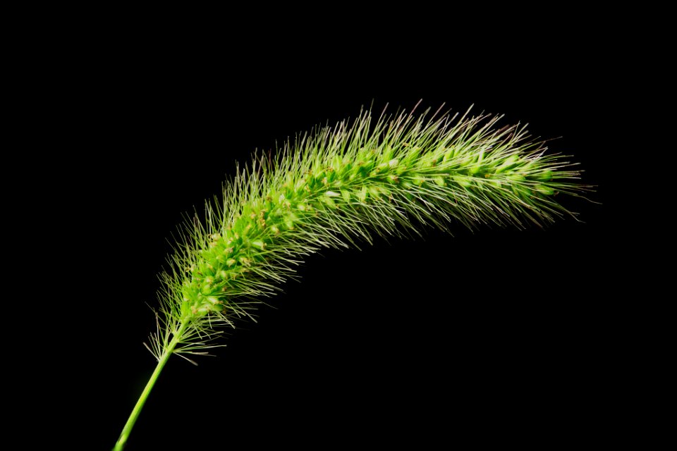 Gulfweed At The Roadside (229407263)