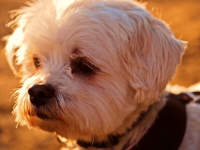 Close up portrait pet