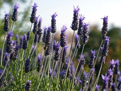 Nature spring purple