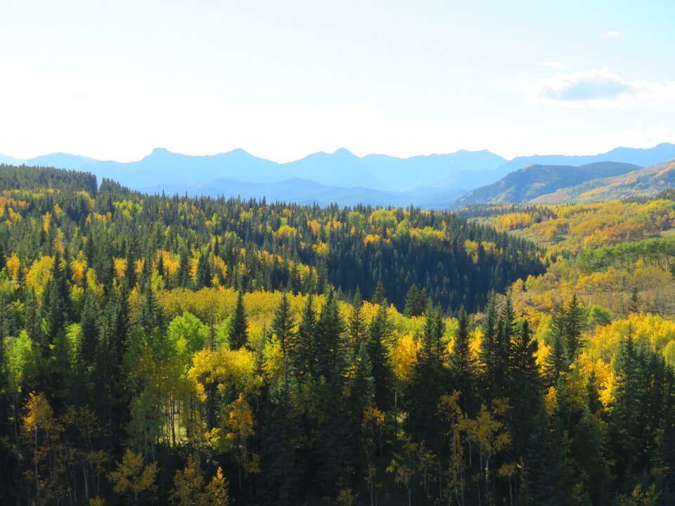 Nature landscape trees