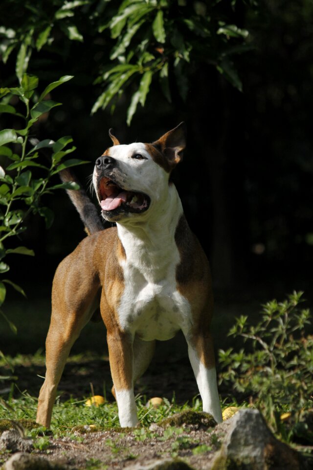 Animal pet profile dog