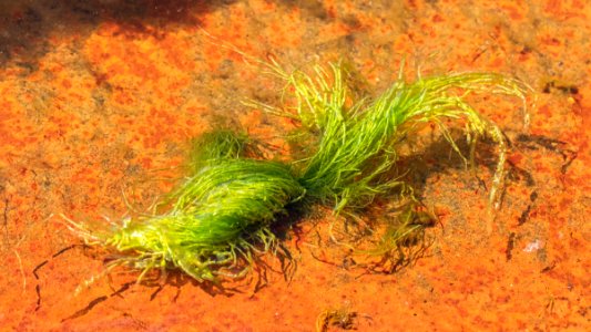 Gutweed at low tide in Brofjorden 3