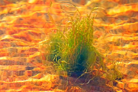 Gutweed at high tide in Brofjorden 1
