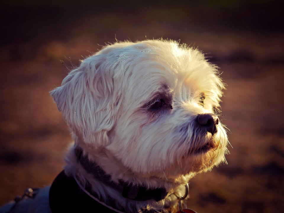 Close up portrait pet
