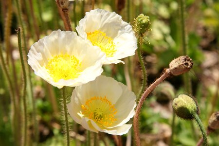Nature landscape plants