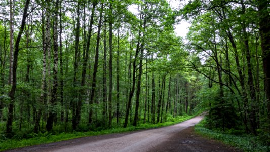 Gullmarsskogen south road in spring 4