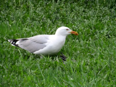 Gull Eats Pigeon (213078179) photo