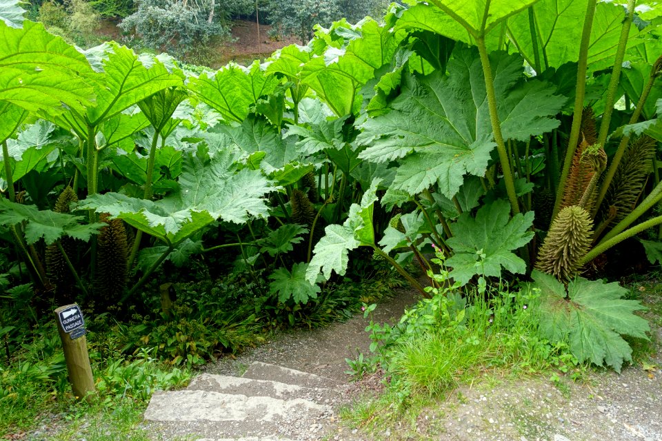 Gunnera manicata - Trebah Garden - Cornwall, England - DSC01581