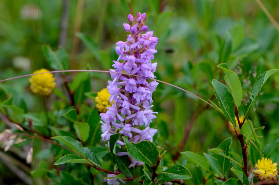 Gymnadenia conopsea 23