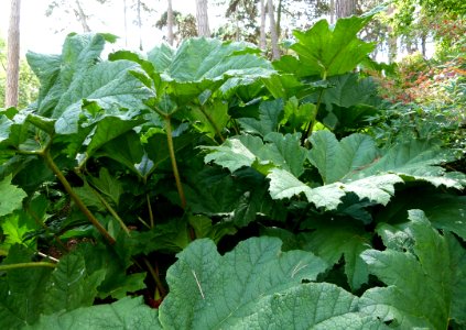 Gunnera manicata Parc de Bercy