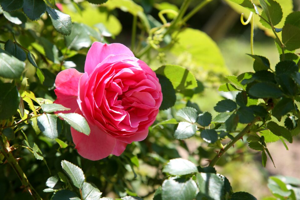 Spring nature landscape