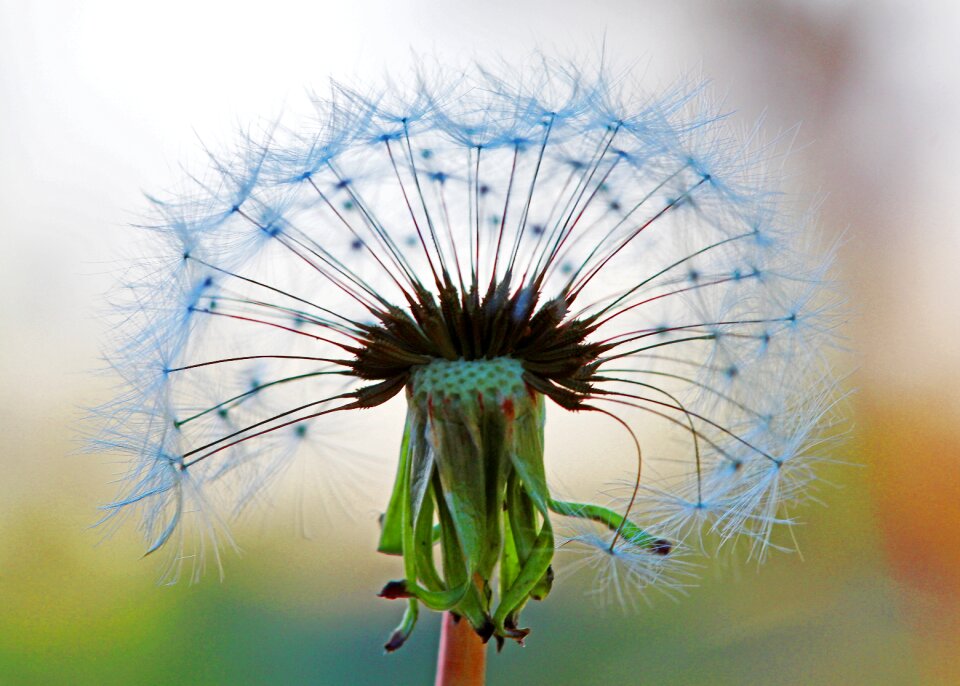 Plant weed nature