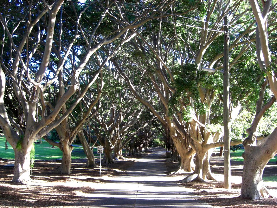Gum trees alley in Sydney