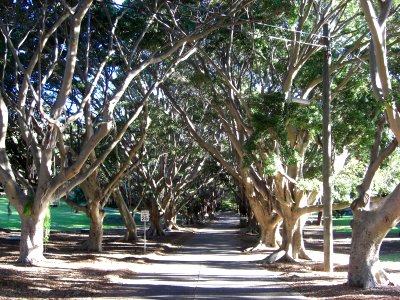 Gum trees alley in Sydney